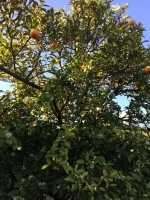 Цветущий апельсин с урожаем прошлого года