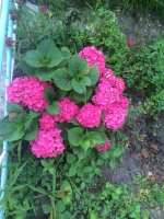 Вот такие цветы у нас во дворе