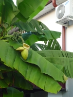 Банановые пальмы у дома