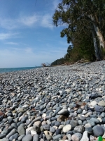 Свободный даже в сезон пляж с эвкалиптами на берегу.